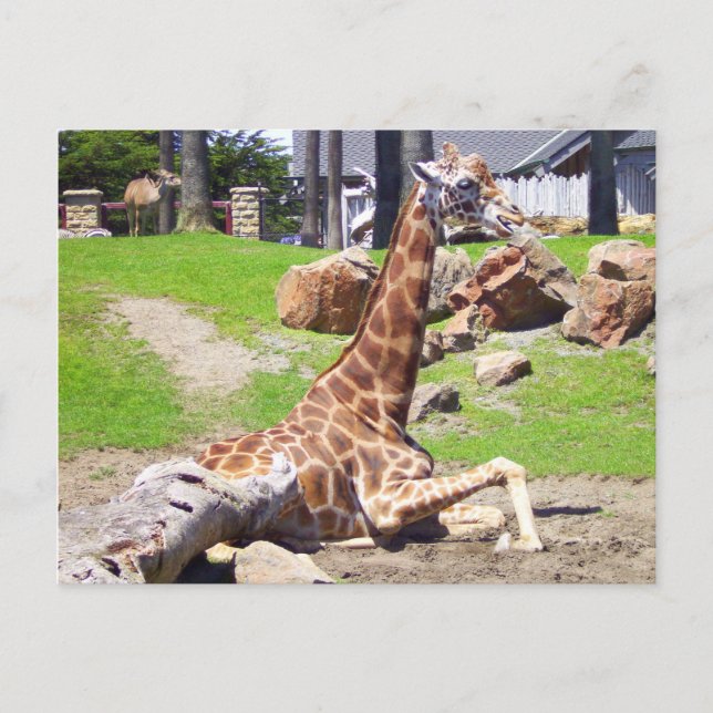 Tarjeta postal Giraffe #3 (Anverso)