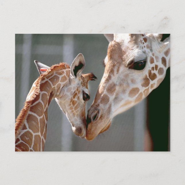 Tarjeta postal Giraffe and Baby (Anverso)