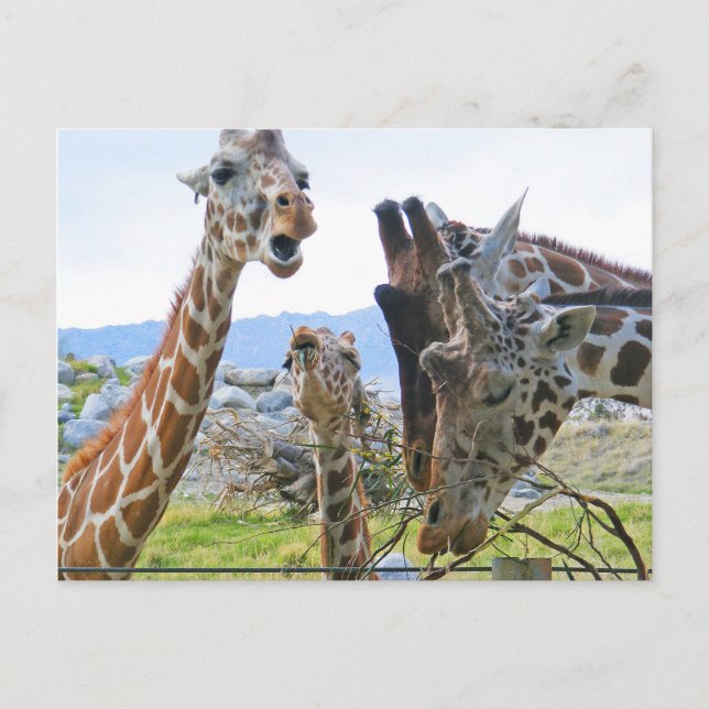 Tarjeta postal Giraffe Gossip (Anverso)