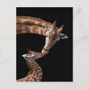 Tarjeta postal Giraffe Kiss