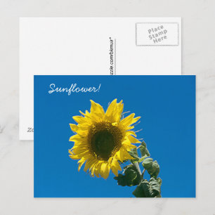 Tarjeta postal -  ¡Girasol!