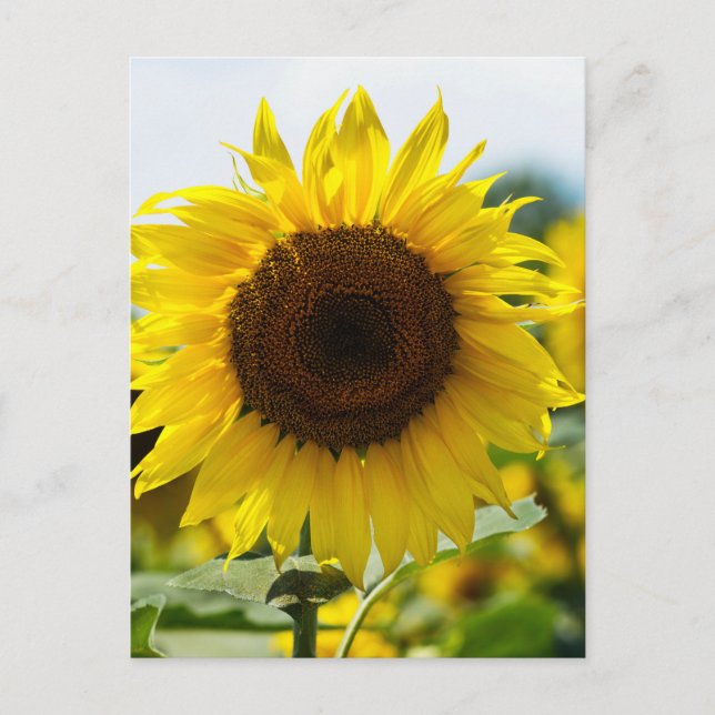 Tarjeta postal - Girasol Aislado (Anverso)