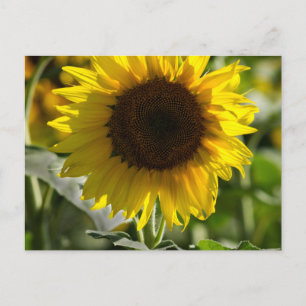 Tarjeta postal - Girasol aislado en campo