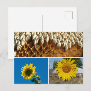 Tarjeta postal - Girasoles