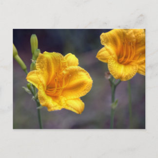 Tarjeta postal Golden Daffodil