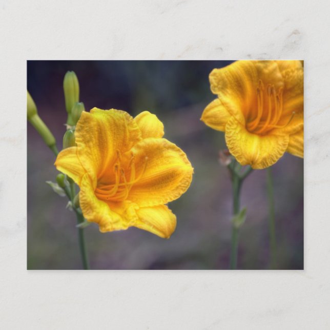 Tarjeta postal Golden Daffodil (Anverso)