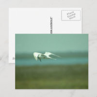 Tarjeta postal - Golondrina de mar en vuelo