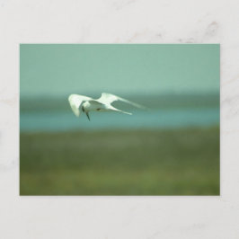 Tarjeta postal - Golondrina de mar en vuelo