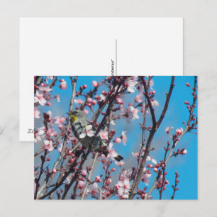 Tarjeta postal - Gorrión de primavera