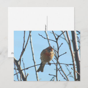 Tarjeta postal - Gorrión en árbol