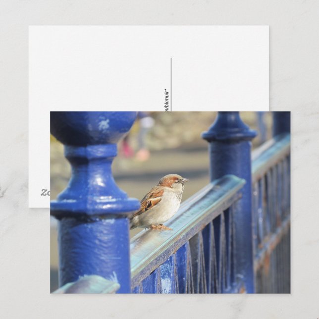Tarjeta postal - Gorrión en la valla (Anverso / Reverso)