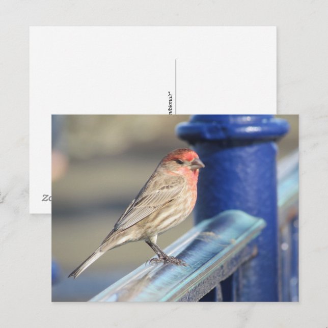 Tarjeta postal - Gorrión rojo en una valla azul (Anverso / Reverso)