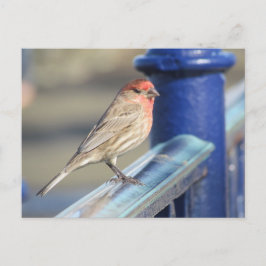 Tarjeta postal - Gorrión rojo en una valla azul