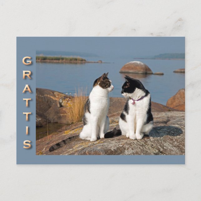 Tarjeta postal Grattiskort för katter CC0552 (Anverso)