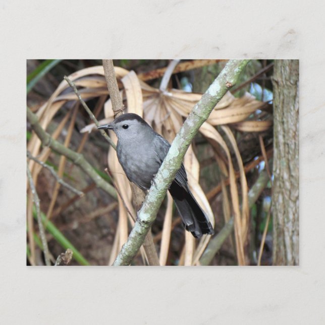 Tarjeta postal Gray Catbird (Anverso)