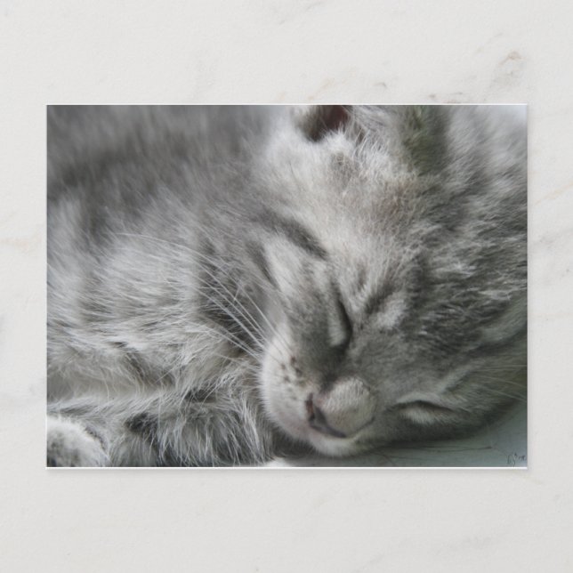 Tarjeta postal Gray Kitty Sleeping (Anverso)