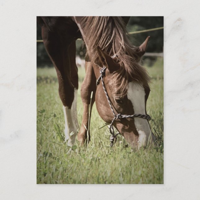 Tarjeta postal Grazing Mare (Anverso)