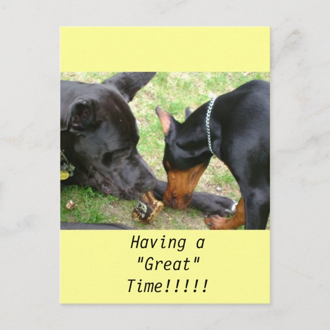 Tarjeta postal Great Dane and Doberman (Anverso)
