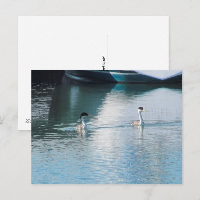 Tarjeta postal - Grebe Occidental en el puerto (hr (Anverso / Reverso)