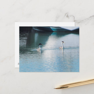 Tarjeta postal - Grebe Occidental en el puerto (hr