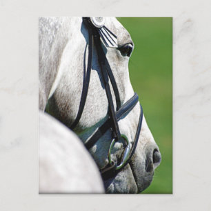 Tarjeta postal gris para caballo