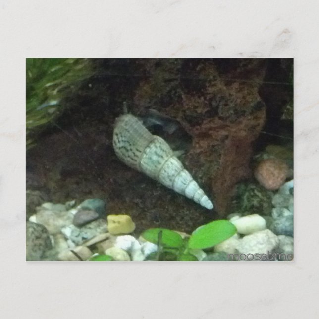 Tarjeta postal gris y blanca (Anverso)