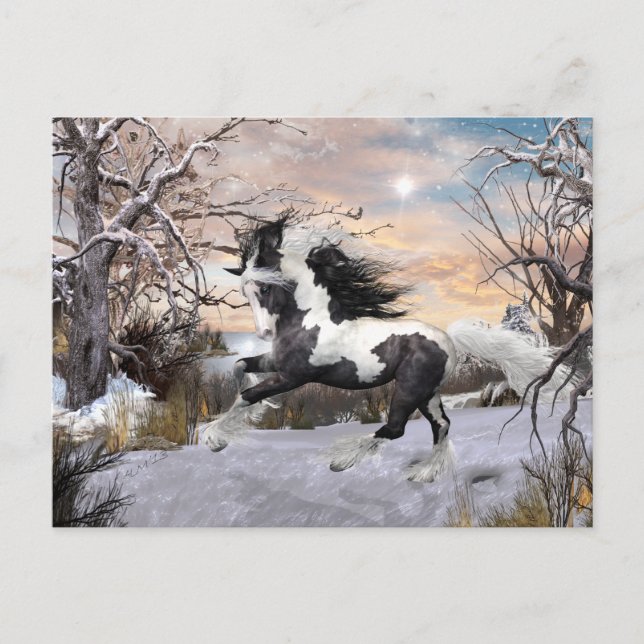 Tarjeta postal Gypsy Vanner (Anverso)