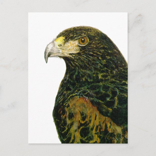 Tarjeta postal Harris Hawk (Anverso)
