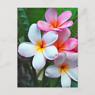 Tarjeta postal hawaiana Hibiscus Flower
