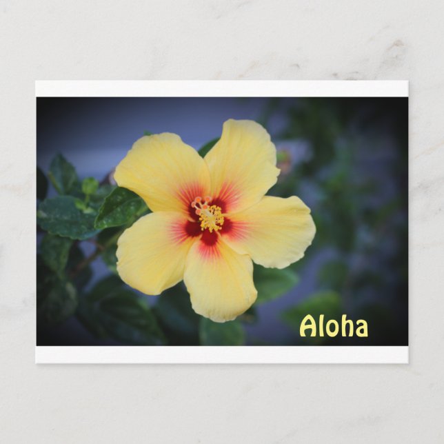 tarjeta postal hawaii con la flor del estado hawai (Anverso)