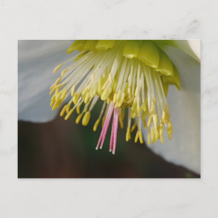 Tarjeta postal Hellebore Flower