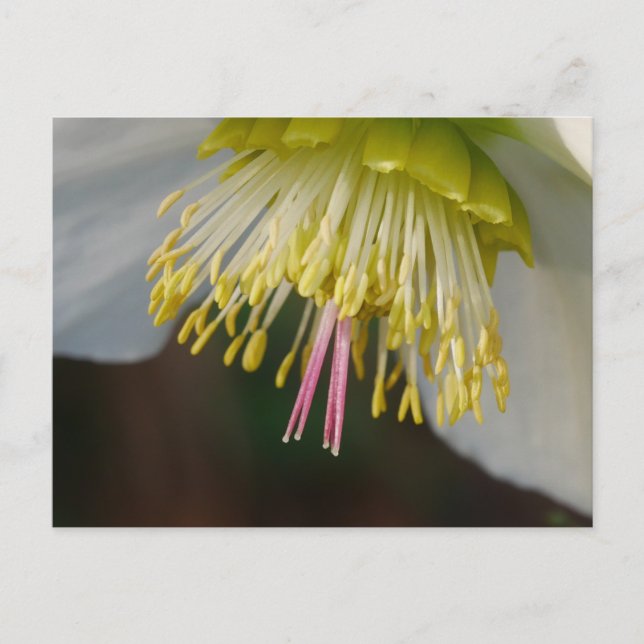 Tarjeta postal Hellebore Flower (Anverso)