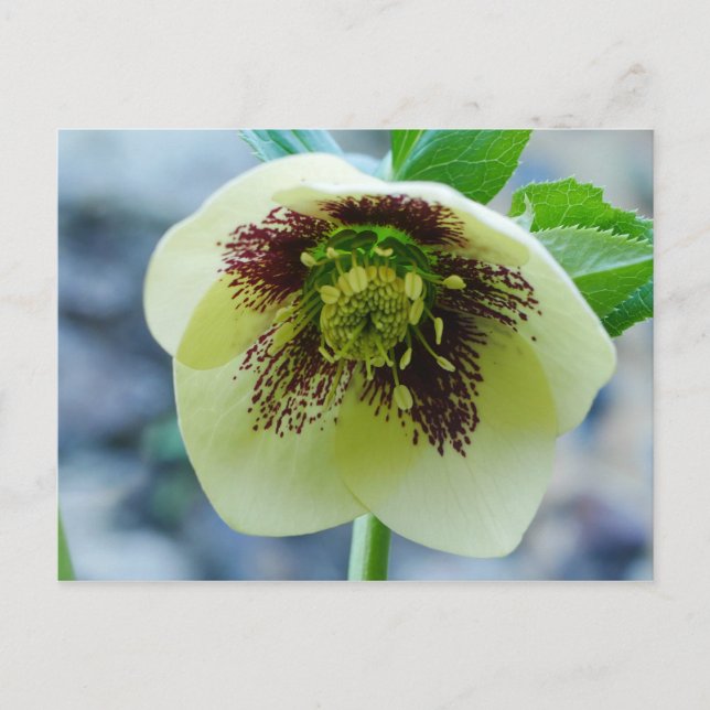 Tarjeta postal Hellebore Flower (Anverso)