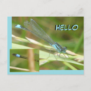 Tarjeta postal HELLO de Damselfly con cola azul