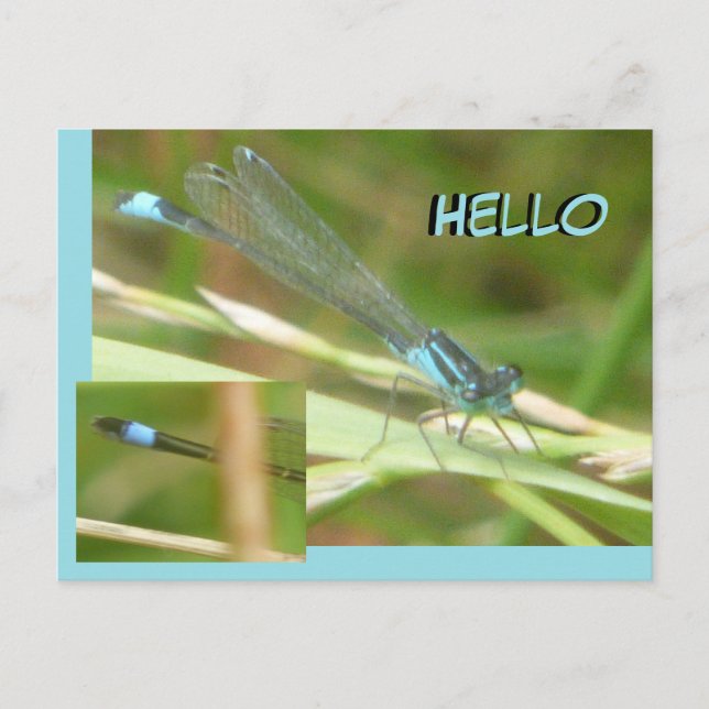 Tarjeta postal HELLO de Damselfly con cola azul (Anverso)