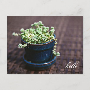 Tarjeta postal Hello Mini Succulens