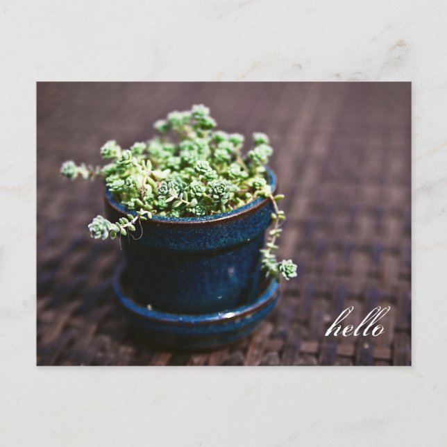 Tarjeta postal Hello Mini Succulens (Anverso)