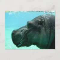 Tarjeta postal Hippo para nadar
