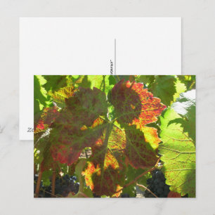 Tarjeta postal - Hoja de uva roja en la vid