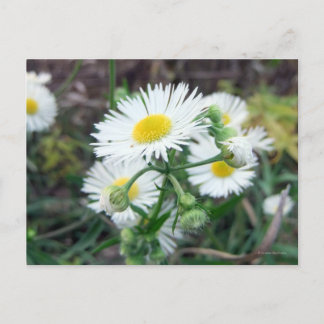 Tarjeta postal horizontal Daisy Fleabane