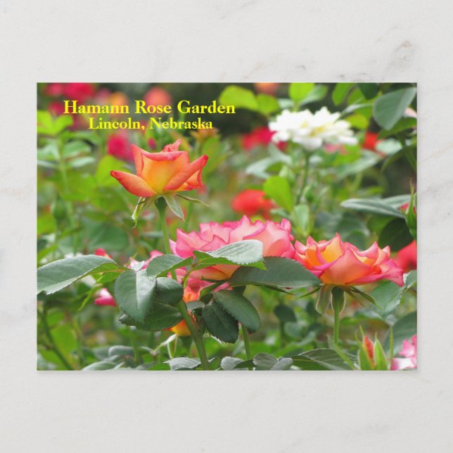 Tarjeta postal HRG #300n 0300 (Anverso)