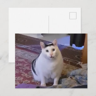Tarjeta Postal Huh Cat Meme