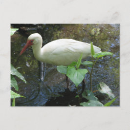 Tarjeta postal Ibis americana
