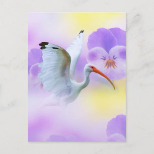Tarjeta postal Ibis y Pansy