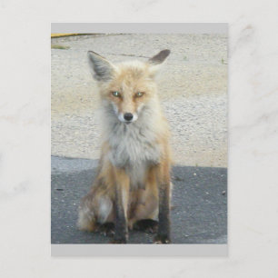 Tarjeta postal IBSP Fox "Scooter"