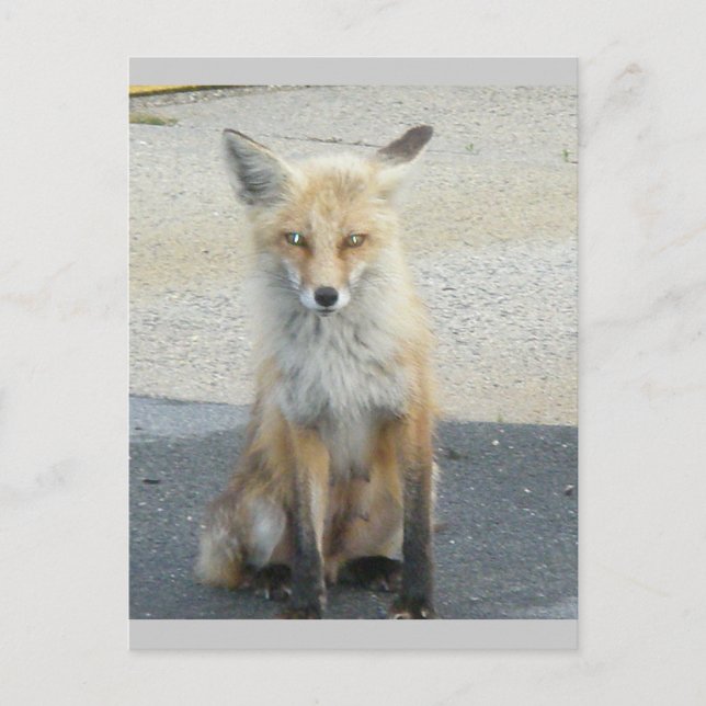 Tarjeta postal IBSP Fox "Scooter" (Anverso)
