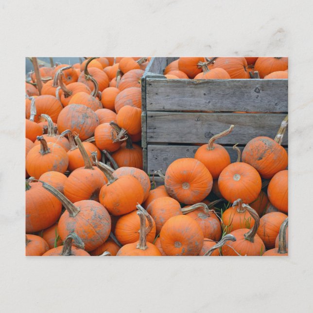 Tarjeta postal impresa de granja de calabazas (Anverso)