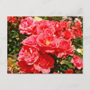 Tarjeta postal impresa de jardín de rosas rosadas