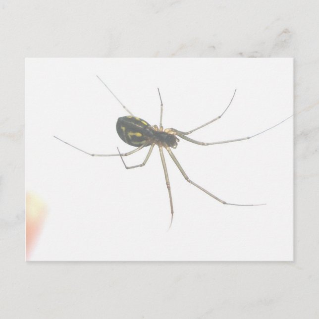 Tarjeta postal interior Spider (Anverso)