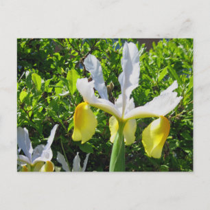 Tarjeta postal Iris Garden